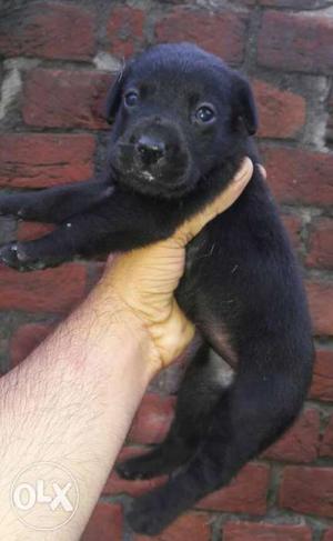 Good Quality Female Labrador Z Black Colour