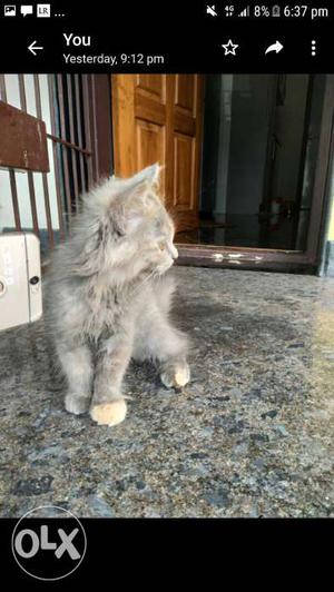 Gray Persian Kitten Screenshot