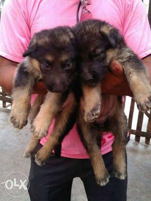 Gsd and rottwiller pups with paper and microchips
