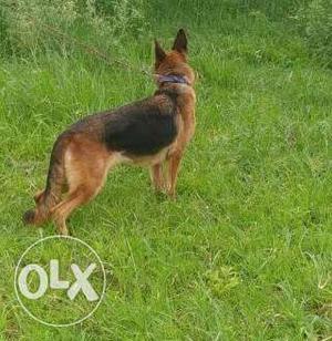 Gsd female 12 months old female for sale