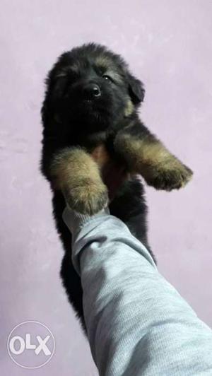 * Gsd puppies available contact (Unique Kennels)