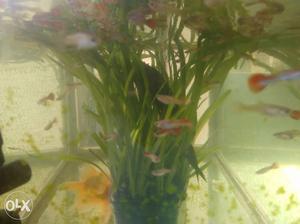 Guppy Pair(sarie vallan) fish.100 more