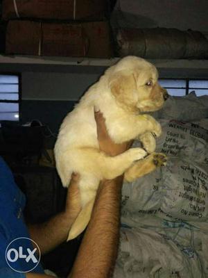 Healthy & strong puppies for sale.