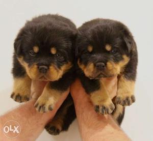 Heavy Size Rottweiler Female Puppies