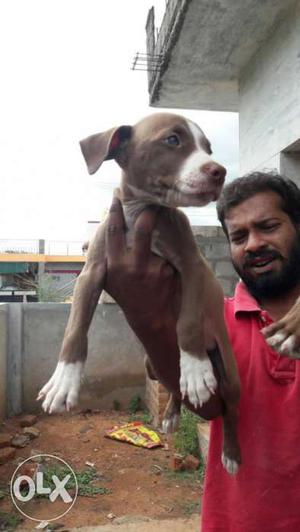 Heavy bone Male pittbull pure breed dog.