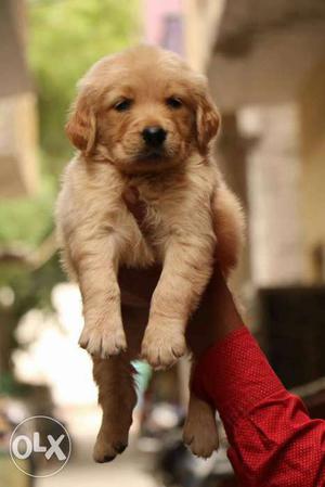 Highly Pedigreed Golden Retreiver and Beagle pups sell in