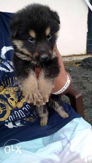 Hurry up.! German shephered puppy (female)Available in betul