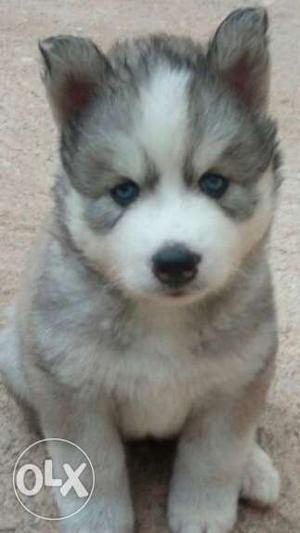 Husky blue eye female pips available with kci