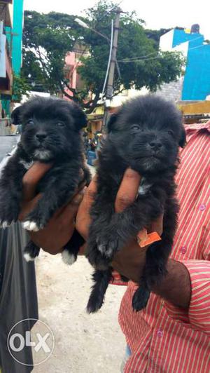 Hyper active Lhasa apso puppies available
