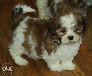 Hyper active quality shihtzu puppies available