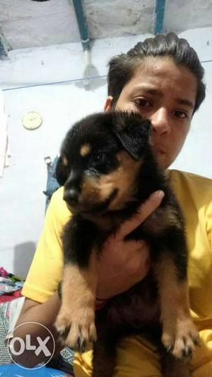I have show quality rott female 45 days old,heavy