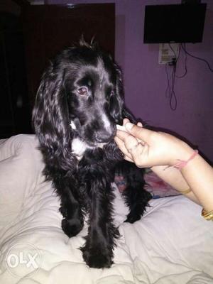 I want to sell my one year old female dog