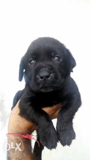 I6 Labrador Black male puppy in available only call