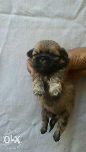 I6 Pekignese male& female puppy in sale only call