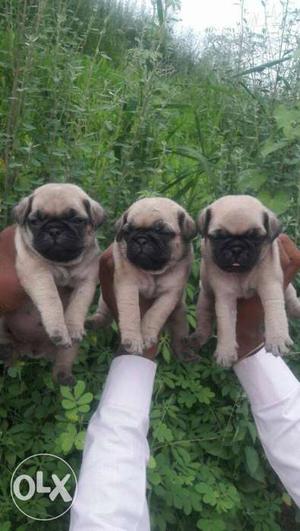 I6 pug female puppy in sale only call now