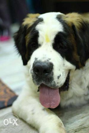 It's My Saint Bernard and ready for Mating. He is
