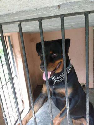 KCI certified 3 years old female Rottweiler. She is a good
