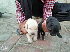 Lab puppy sell Golden  black 