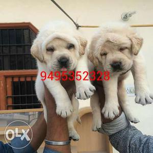 Labrador Puppy available good quality