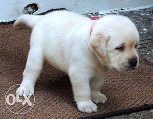 Labrador Pups Available In delhi Near Saket metro station