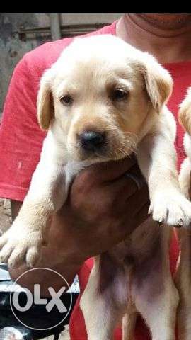 Labrador best quality 100% pure breed puppies available for