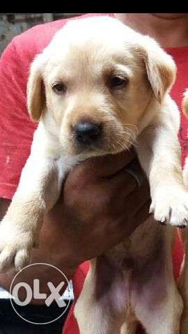Labrador black, white, nd golden colour pup's available for