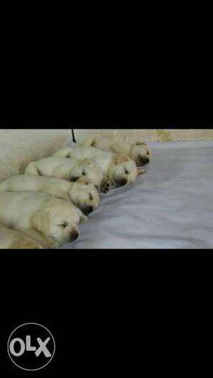 Labrador famale for sall whait & black Color 42day