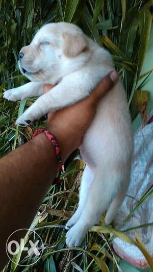 Labrador male pup available Age 25 day Pure breed