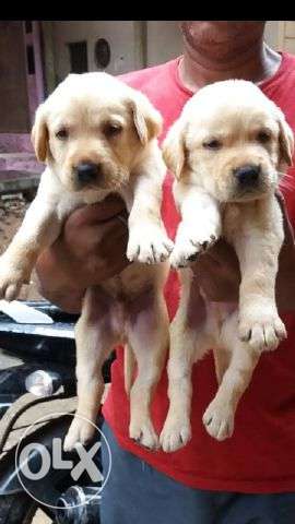 Labrador puppy's available for sell