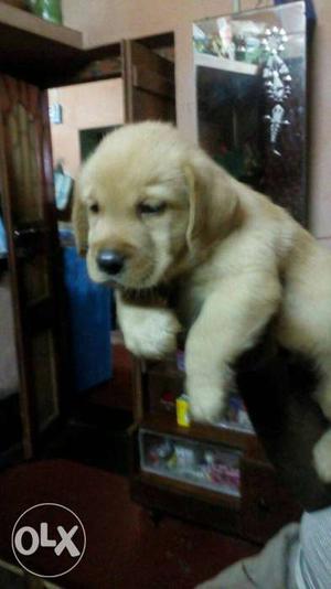 Labrador retriever puppy for sell