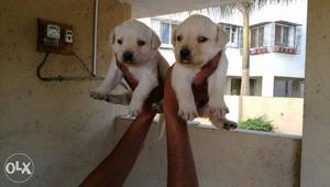 Labradore puppies available female  available