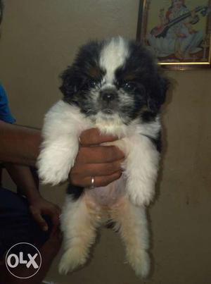 Lahsa apso to breed for sale