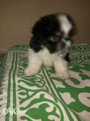 Lahsa apso top breed female kid for sale