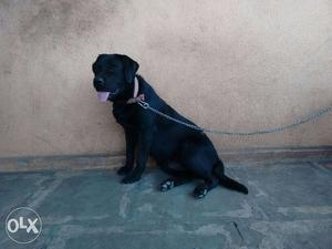 Large Size Labrador Healthy Dog