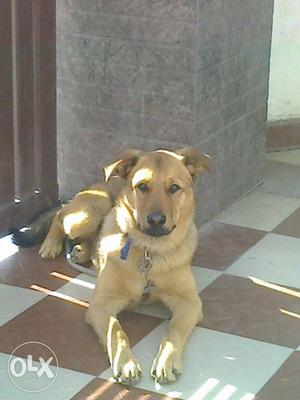 Large Size Short-coated Tan Dog