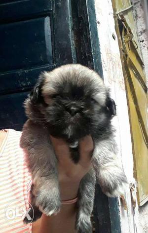 Lhasa Apso male and female pup available