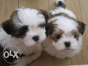 Lhasa apso top qualities puppies available