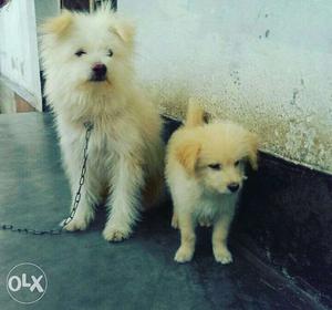 Lhasa breed puppy 3 months old female