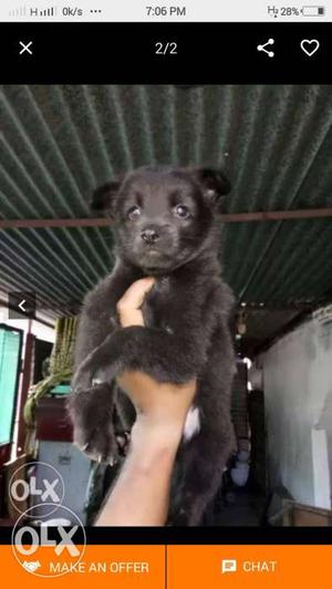 Long-coat Black Puppy Screenshot