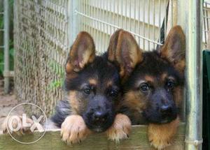 Long coat German shepherd puppies available with