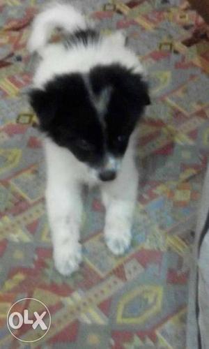 Long-coat White And Black american pavallion Puppy