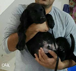 Male Black Labrador Retriever Puppy