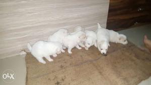 Male/ Female dogs pomeranian 1 month 7 days old