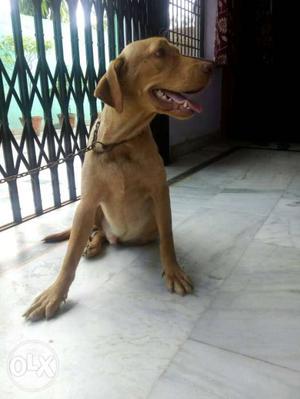Male Labrador dog urgent sale
