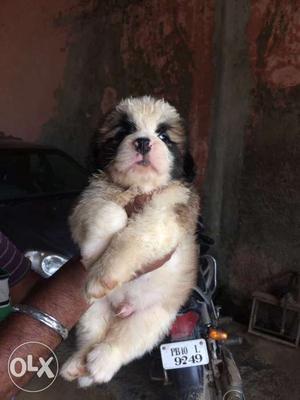 Male female saint Bernard pups for sale