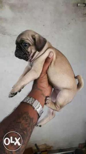 Marvellous Pug puppies available many more
