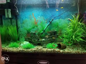 Minjiang 250 Litres Curved edge Aquarium with all