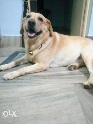Need a female labrador for mating.