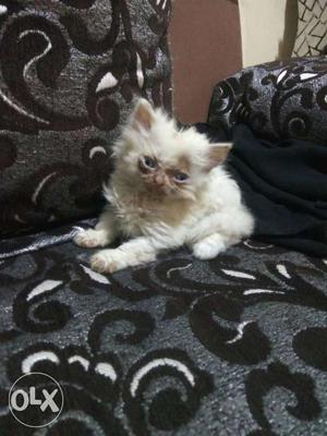 Newly born male Persian cat punch face blue eyes