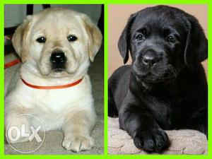 No-1 Top Quality LABRADOR PUP'S for sale.